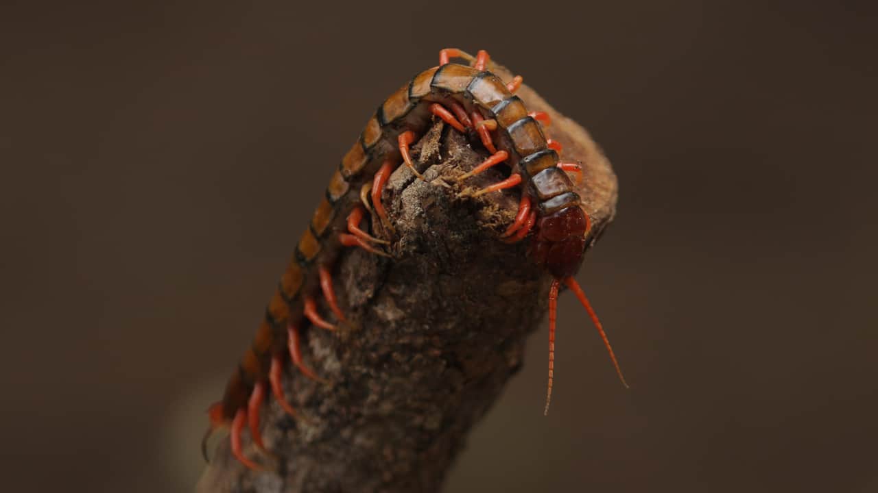 Centipede Extermination