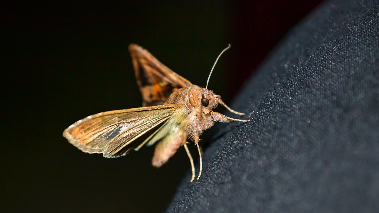 Cloth Moth Extermination