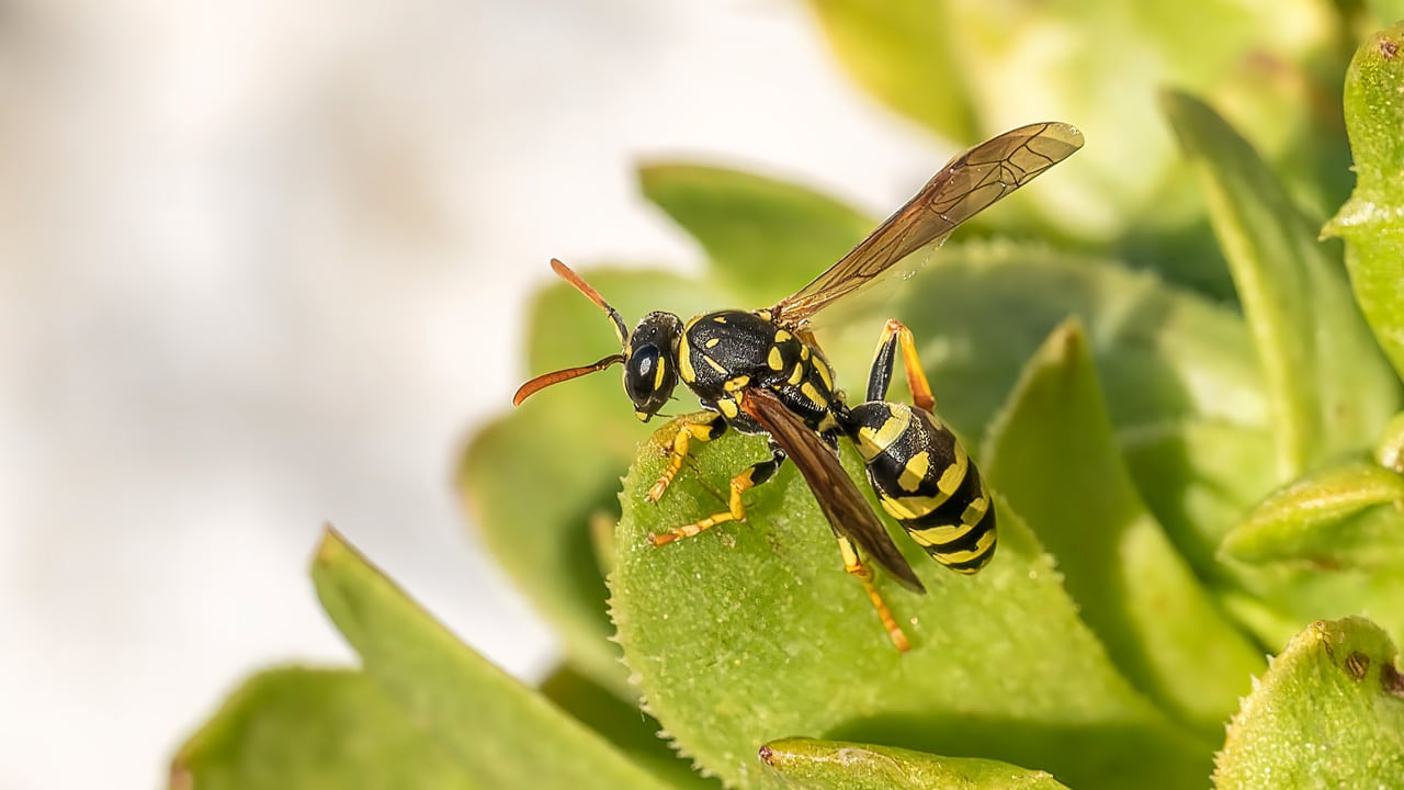 Wasp Extermination